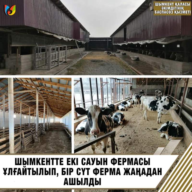 Шымкентте сүт өндірісі дамуда