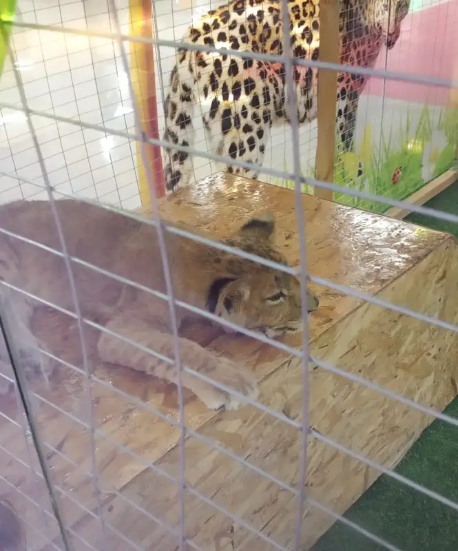 Алматылықтар хайуанаттар бағын жабуды талап етуде