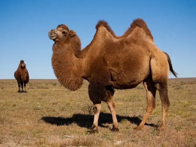 Түйеге екпе шығарылды