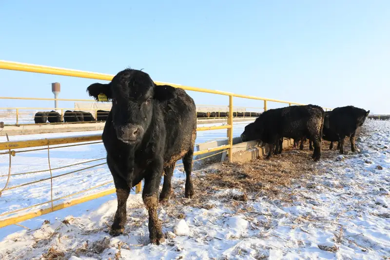 Тірі малды экспорттауға тыйым салынды