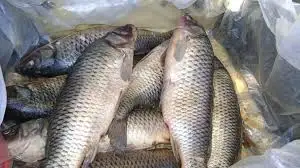 Браконьерлерден не тәркіленді?