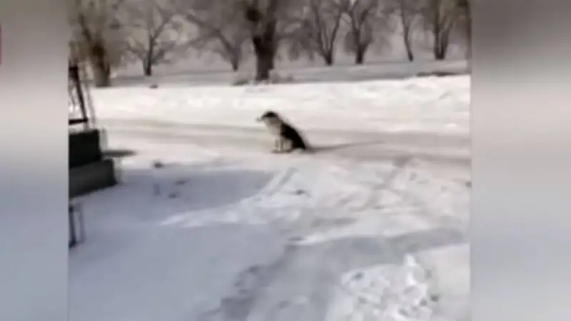 Қазақтың хатикосы: Ит иесінің қабірінде екі ай бойы отыр