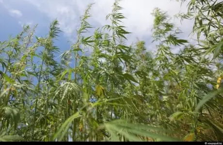 Қарасорадан қыруар пайда табуға бола ма?