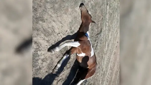 Кене көбейіп жатыр 