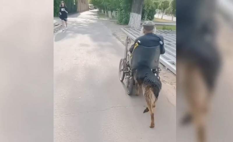 Арбадан құлап қалған қожайынын қорғаған Хатиконың әрекеті көпшілікті тәнті етті