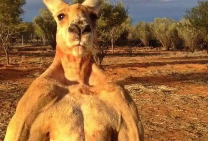 Кенгуру мен адамның жекпе-жегі 