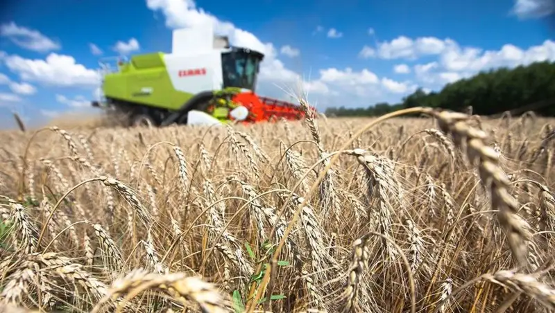 8 млн тонна бидай экспортталады