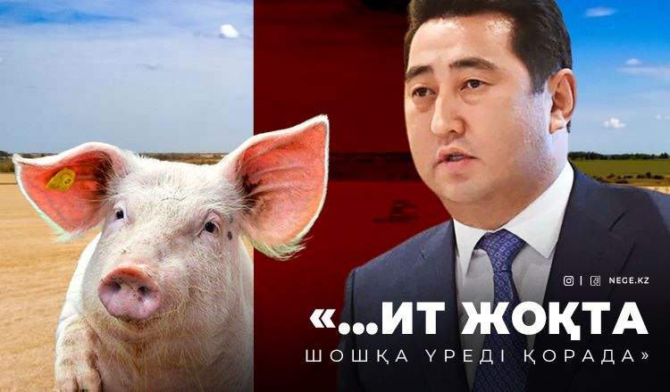 СҚО әкімі САПАРОВ пен шошқалар драмасы: РЕЖИССЕР кім?