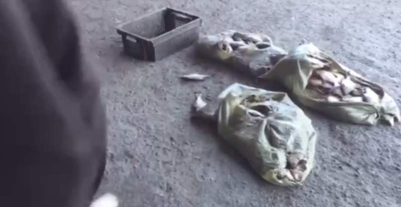 Жетісу облысында 350 келі заңсыз ауланған балық тиелген жүк көлігі ұсталды