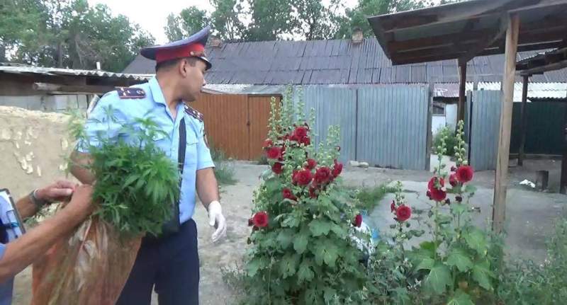 Жетісуда қарасора өсіргендер анықталды