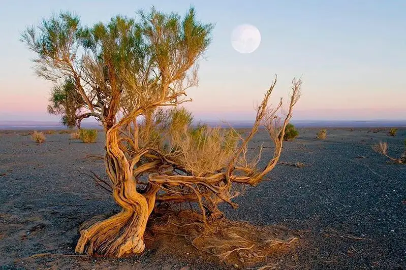 Арал табанына егілетін сексеуіл алқабы ұлғаяды