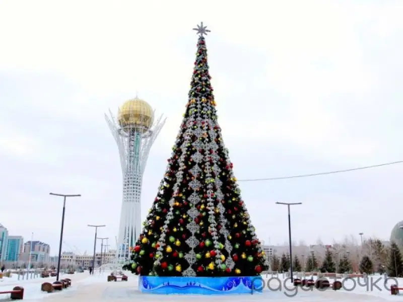 ТМД-да ең биік шырша қай елде? 