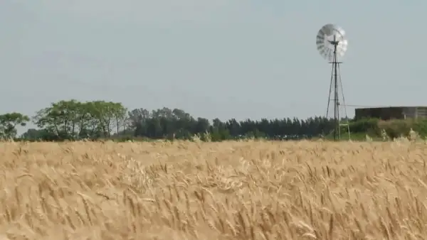  Аргентина гендік тұрғыдан өзгертілген бидай өсіреді
