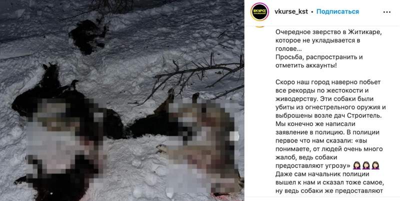 Жітіқарада өлген иттерге байланысты сотқа дейінгі тергеу басталды