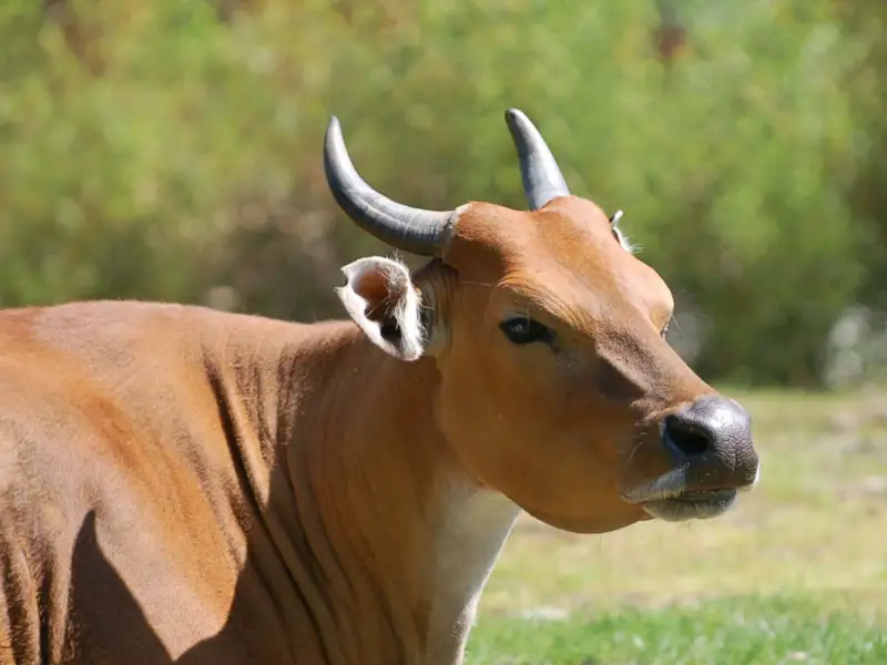 Дельфин жалынының порнографиясы