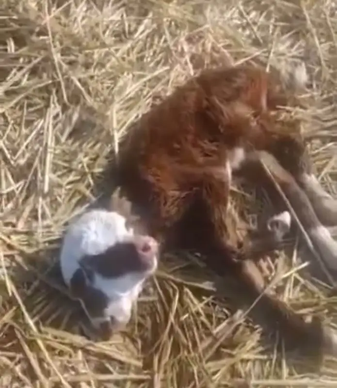 Ақтөбе облысында екі басты бұзау туылды (видео) 