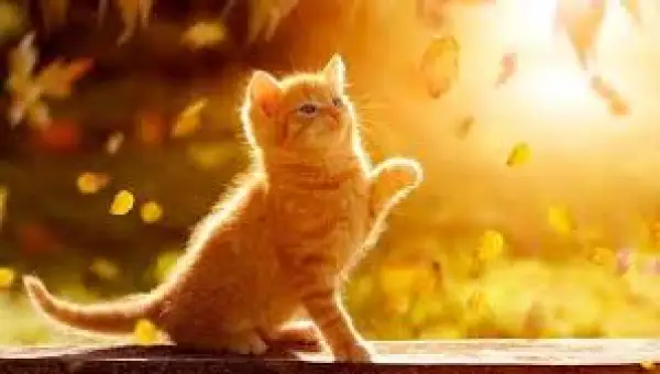 Демалыс күндері ауа райы қандай болады?