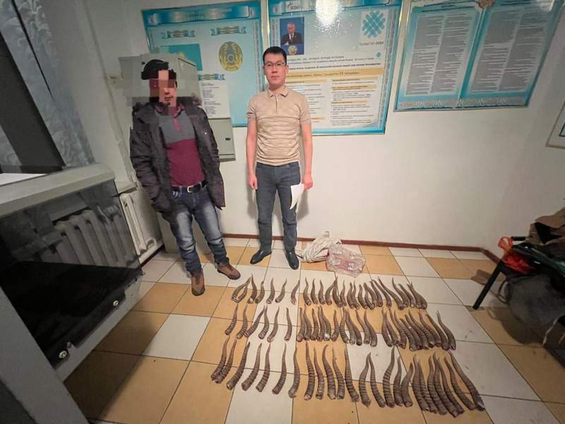 Ақтөбе облысында ауыл тұрғынынан ақбөкен мүйізі тәркіленді