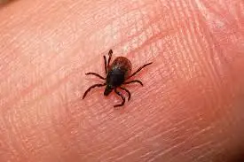 Кенеден сақ болыңыз 