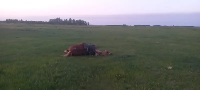 Солтүстік Қазақстан облысында даладан ер адамның мәйіті табылды