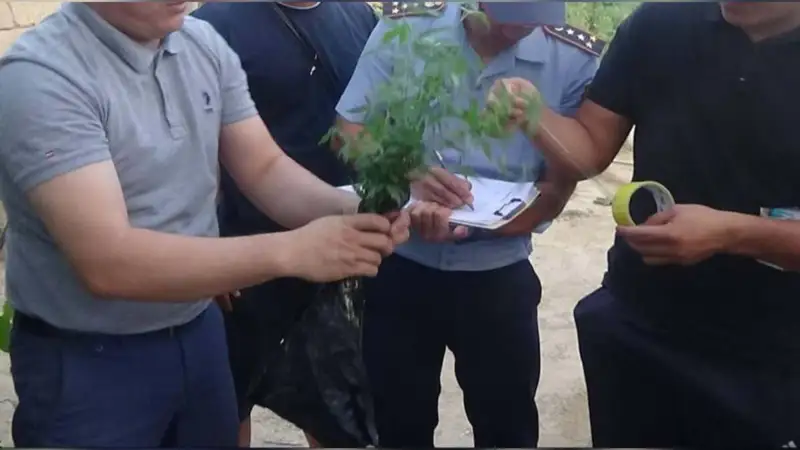 Маңғыстау облысының тұрғыны ауласында есірткі өсірген  