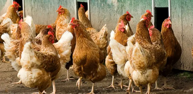 Бір күнде 800 тоннадан астам құс еті өндіріледі 