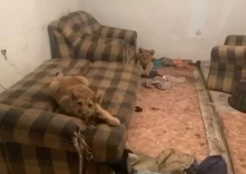 Алматы облысында сирек кездесетін жануарларды заңсыз ұстаған азамат анықталды