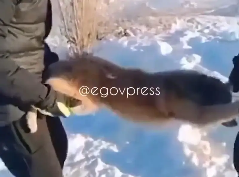 BBW анал порно сапасы