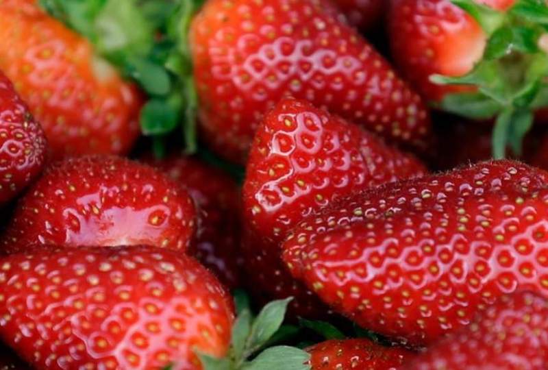 Құлпынайдан А гепатиті тарады
