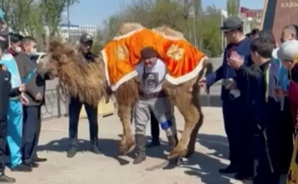 Белгілі атлет Қажымұқанның 150 жылдығы құрметіне түйе көтерді