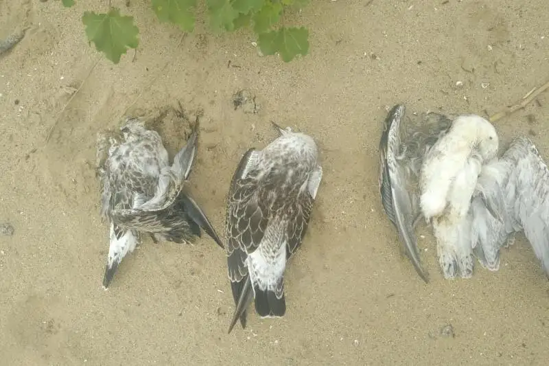 Ақтөбе су қоймасында құстар қырылып қалды