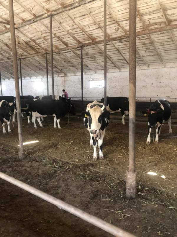 Шымкентте малды паразиттік аурулардан сақтайтын жоба қолға алынды