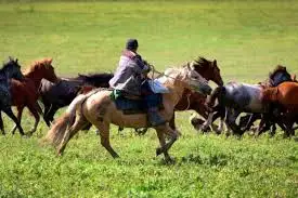 Үржар ауданында барымташылар ұсталды