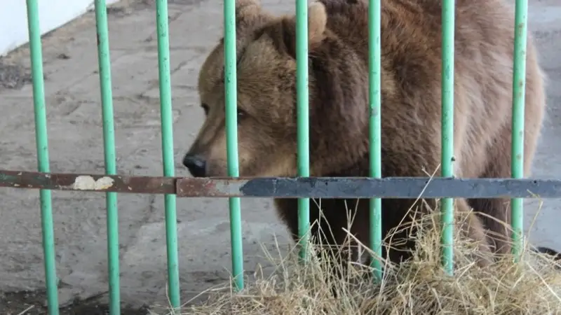 Қостанайда аю жас баланы талады