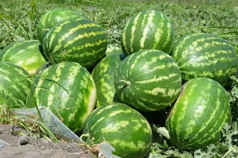 Жетісайдың қарбызына сұраныс артуда