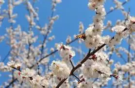 Алдағы күндерге арналған ауа райы болжамы 