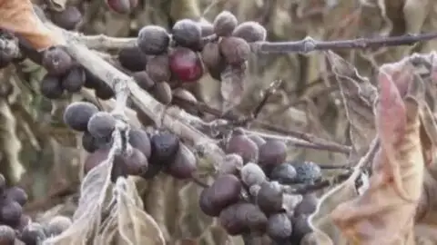 Бразилияда кофе ағаштары үсіп жатыр 