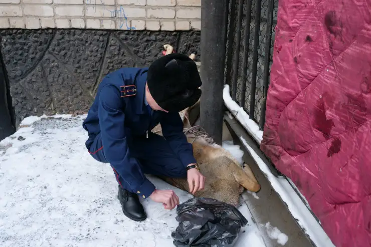 Заңсыз аң аулағандар 3 жылға сотталады