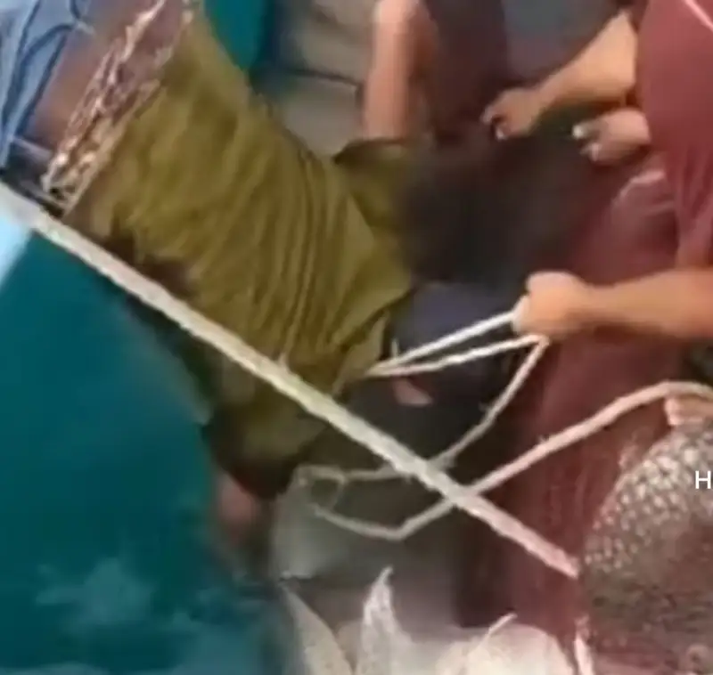 Мысырда ресейлік азаматты акула шайнап тастады (видео) 