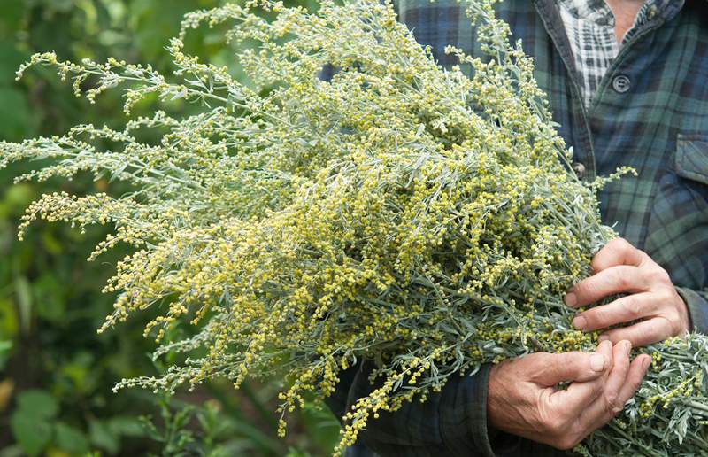 Қарағандыда жусаннан коронавируске қарсы дәрі әзірленіп жатыр