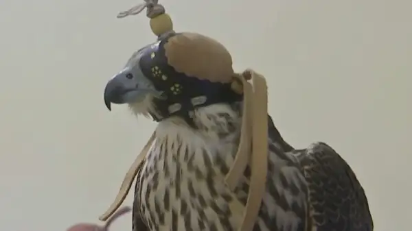 74 сұңқарды елден заңсыз жолмен алып кетпек болған топты ұстады 