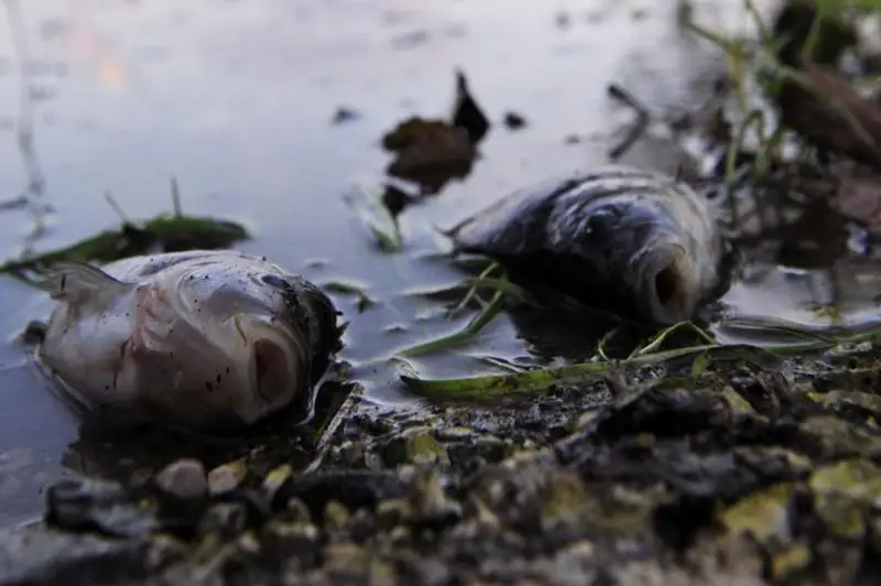 Іле балығы неге қырылып жатыр?