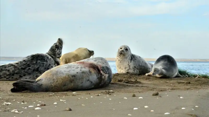 Итбалықтар популяциясын сақтау үшін Каспий теңізінде мемлекеттік табиғи резерват құрылады