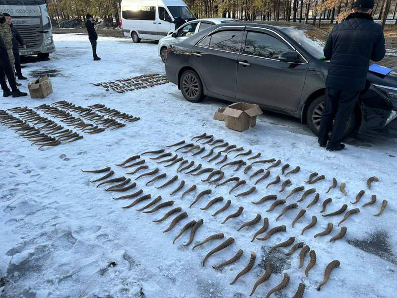 Талдықорғанда ақбөкеннің мүйізін сатпақшы болған төрт адам ұсталды