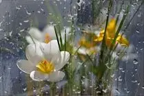 Алдағы күндері нөсер күтіледі 