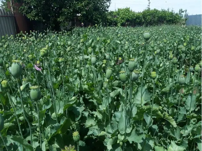 Тұрғын ауласында көкнәр өсірген 