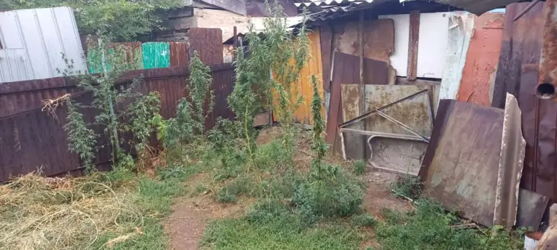 Үйінде есірткі өндірген алматылық ұсталды