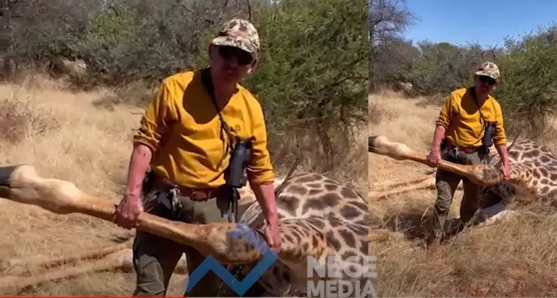 «Құтты болсын, Базарбек аға!» Африкадағы аңшы қазақтар кім?