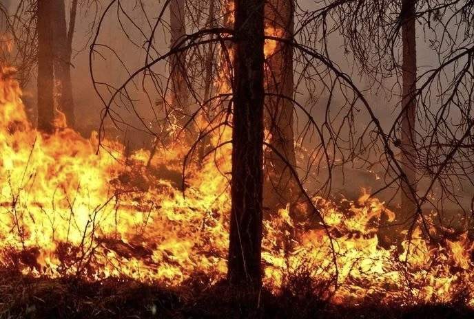 Шығыс Қазақстанда тағы бір орман өртеніп жатыр