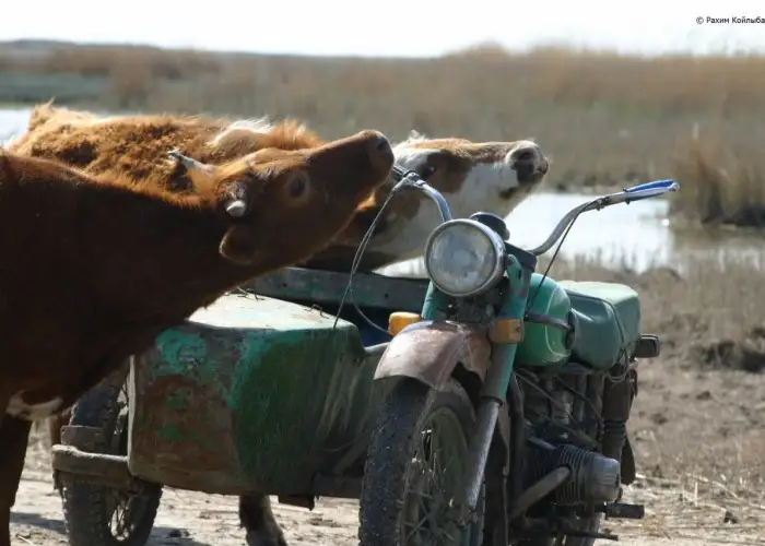 Атырауда мал ұрлығы азайды